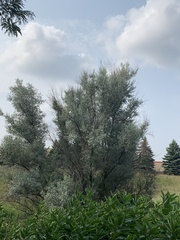 Elaeagnus angustifolia