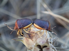 Ventocoris rusticus