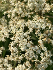 Sambucus canadensis