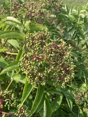 Sambucus canadensis