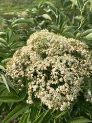 Sambucus canadensis