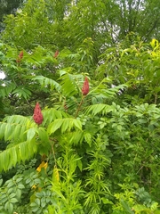 Rhus typhina