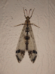 Dendroleon pantherinus