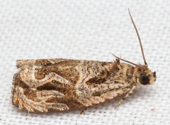 Olethreutes permundana