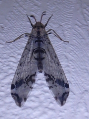 Dendroleon pantherinus