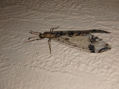 Dendroleon pantherinus