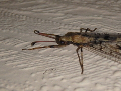 Dendroleon pantherinus