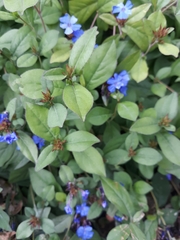Ceratostigma plumbaginoides