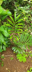 Zamia erosa
