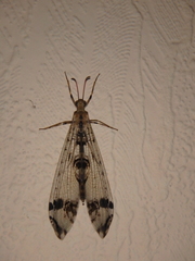 Dendroleon pantherinus