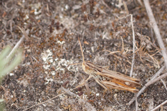 Stenobothrus eurasius