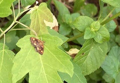 Pyrausta orphisalis