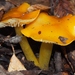 Hygrocybe flavescens - Photo (c) J. Maughn, osa oikeuksista pidätetään (CC BY-NC), uploaded by James Maughn