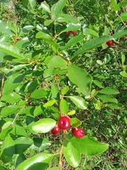 Prunus fruticosa