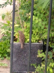 Passer domesticus domesticus