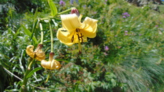 Lilium kesselringianum