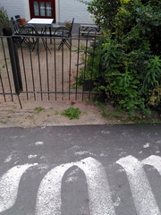 Passer domesticus domesticus