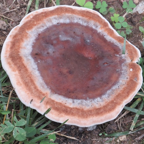 White Chicken Mushroom