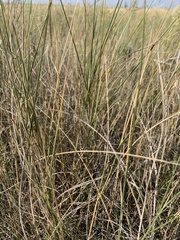Hesperostipa comata