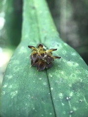Acianthera sicaria