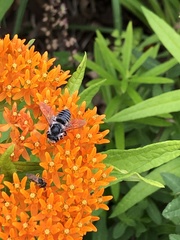 Megachile texana