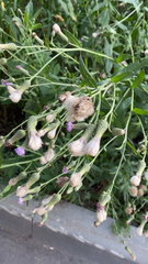 Cirsium arvense