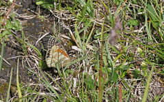 Boloria napaea