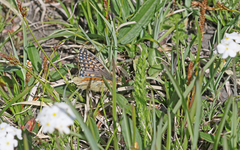 Boloria napaea