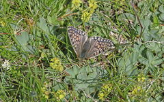 Boloria napaea