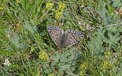Boloria napaea