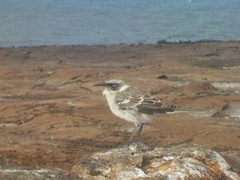 Mimus parvulus