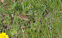 Boloria napaea