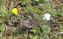Boloria napaea