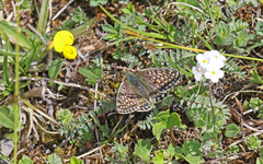 Boloria napaea