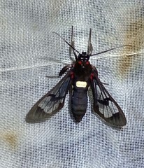 Pheia