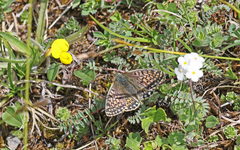 Boloria napaea
