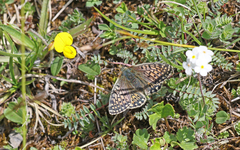 Boloria napaea