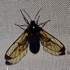 Gymnelia frutera