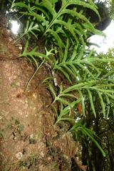 Microsorum novae-zealandiae