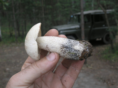 Leccinum percandidum