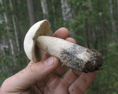 Leccinum percandidum