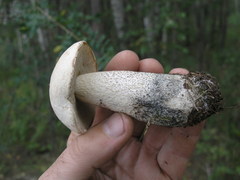 Leccinum percandidum