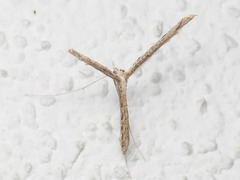 Agdistis