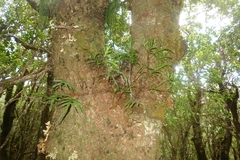 Microsorum novae-zealandiae