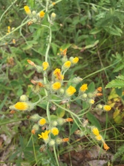 Pilosella echioides