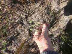 Crassula subulata fastigiata