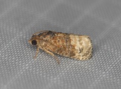 Ecdytolopha