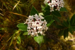 Pimelea gnidia