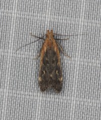 Dichomeris costarufoella