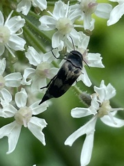 Variimorda villosa